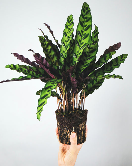 Calathea Care