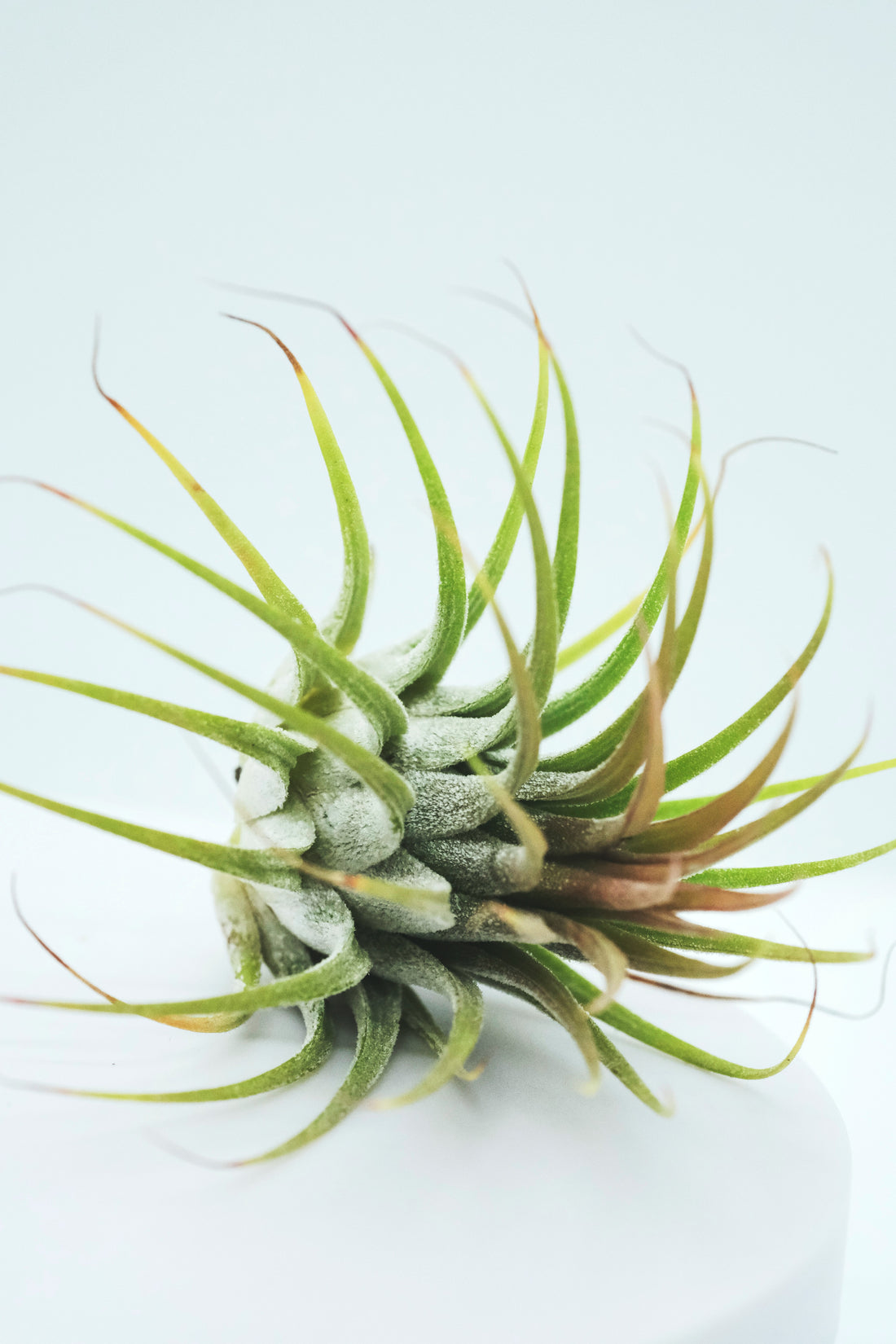 Air Plant Care