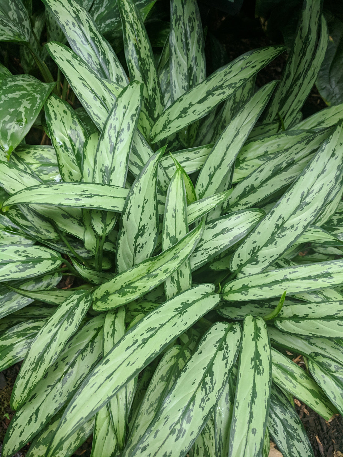 Chinese Evergreen Care