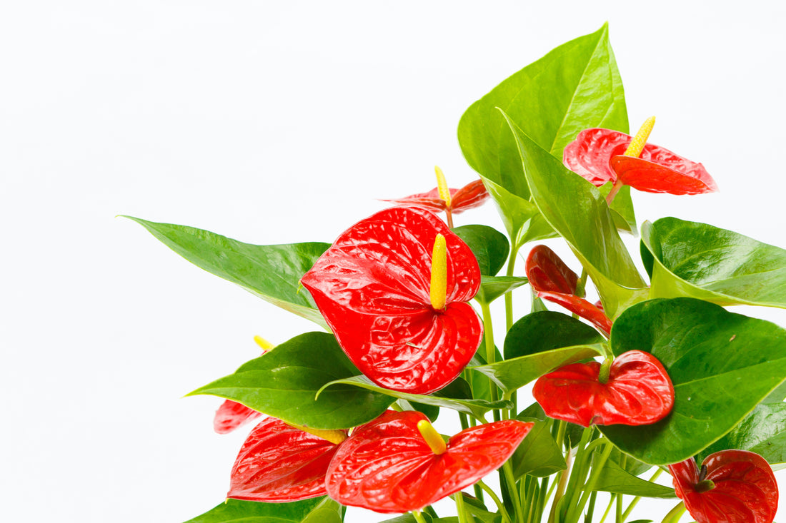 Anthurium Care