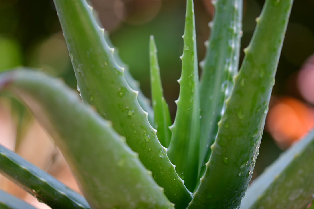 Aloe Care