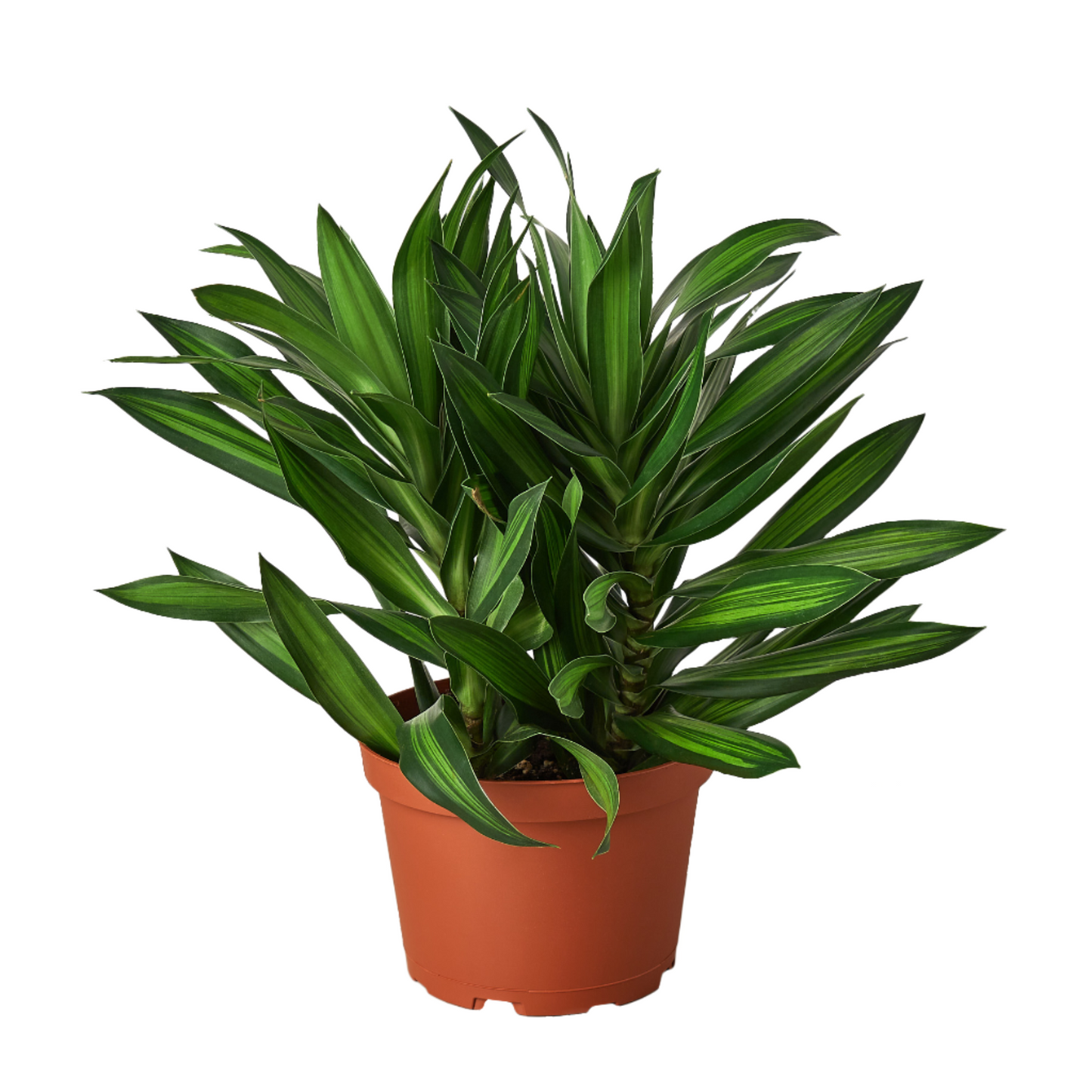 Dracaena 'Song of Jamaica'