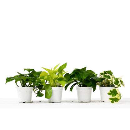 Pothos Variety Pack