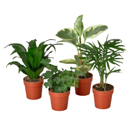 Tropical Plant Variety Bundle