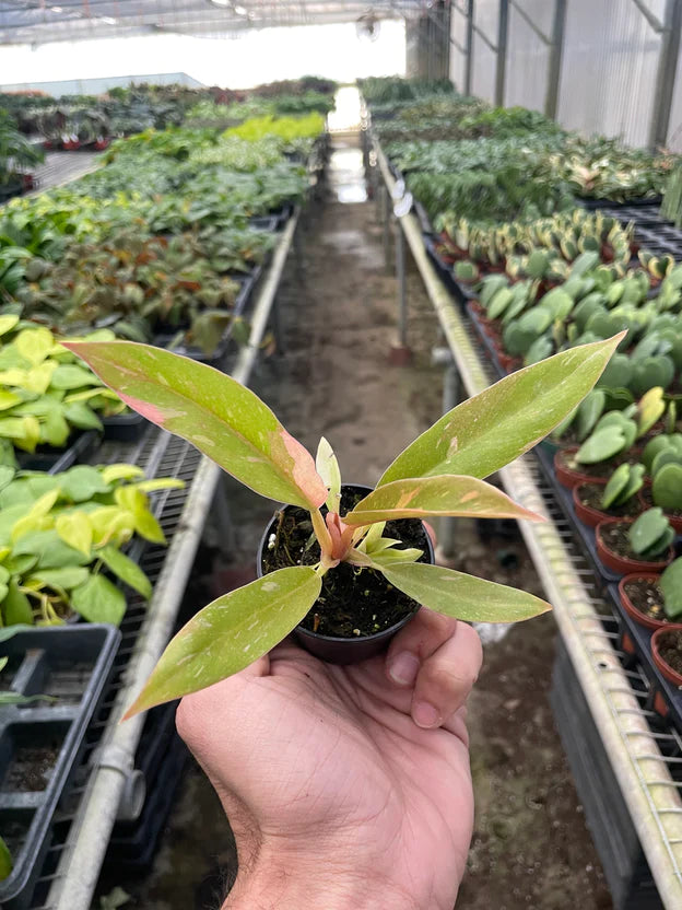 Philodendron 'Variegated Ring of Fire'