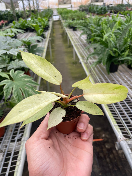 Philodendron 'Snowdrift'