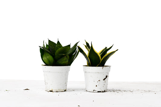 Snake Plant Variety Pack