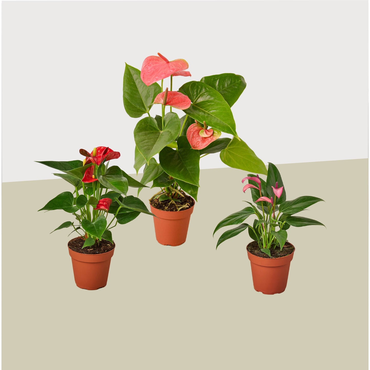 Anthurium Variety Pack