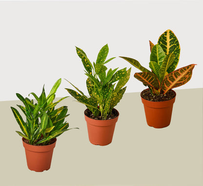 Croton Variety Pack