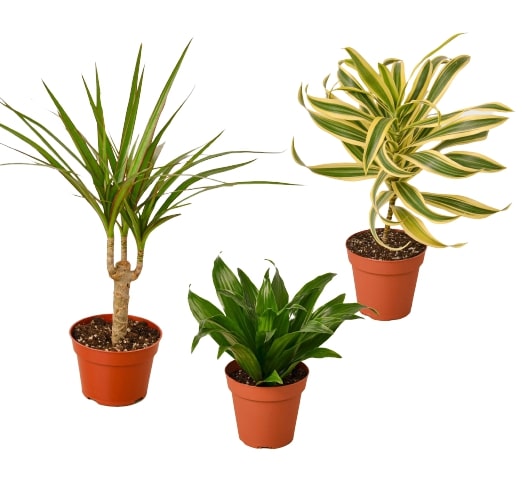 Dracaena Variety Pack