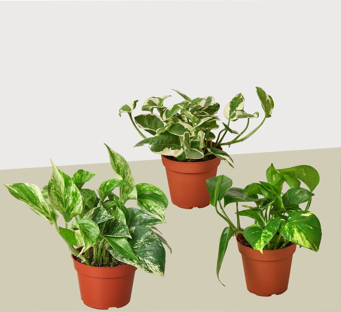 Pothos Variety Pack