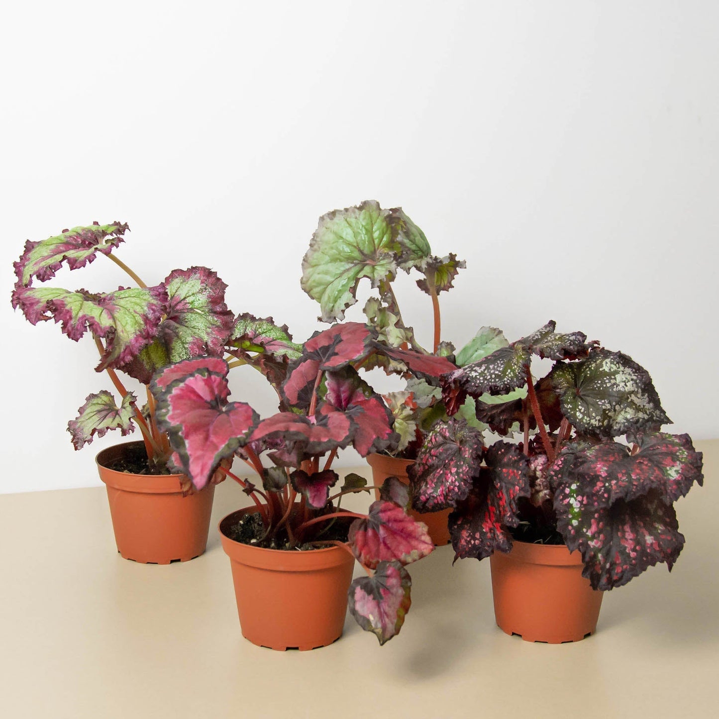 Begonia 'Rex' Variety Pack