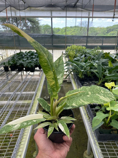 Philodendron 'Variegated Ring of Fire'