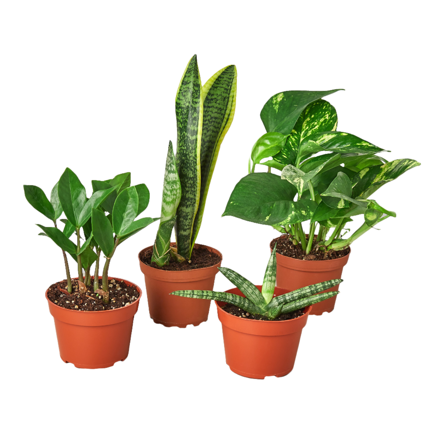 Easy Care Variety Bundle