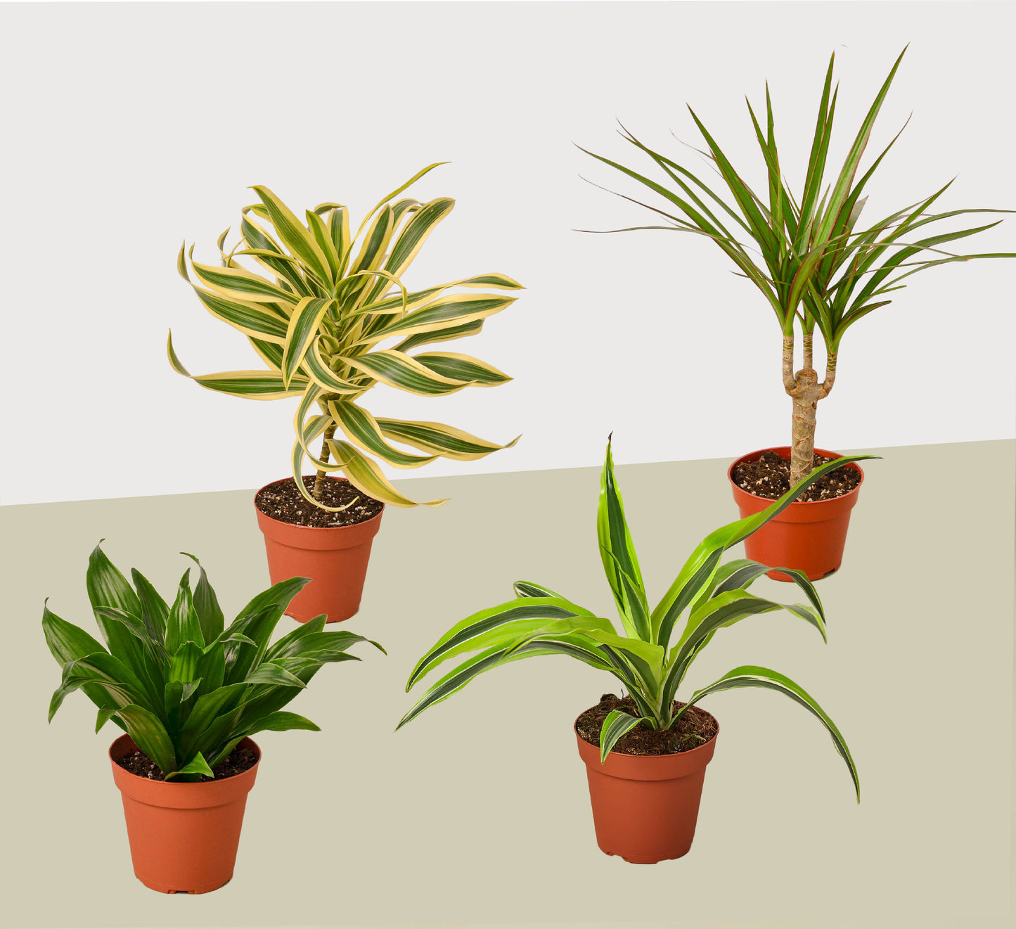 Dracaena Variety Pack