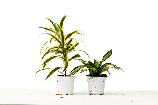 Dracaena Variety Pack