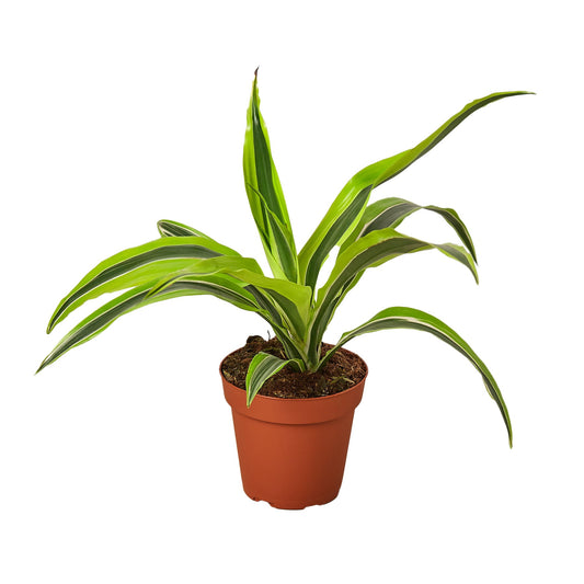 Dracaena Deremensis 'Lemon Surprise'