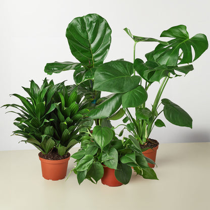 Best Selling Plant Bundle