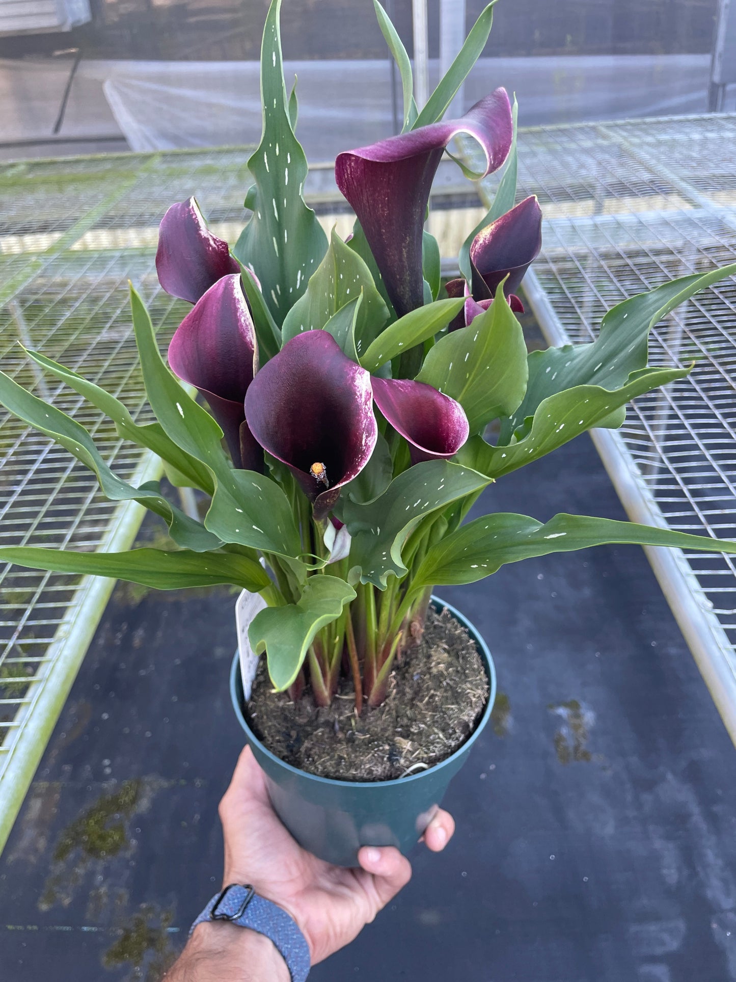 Calla Lily