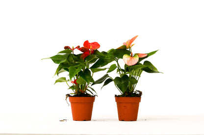 Anthurium Variety Pack