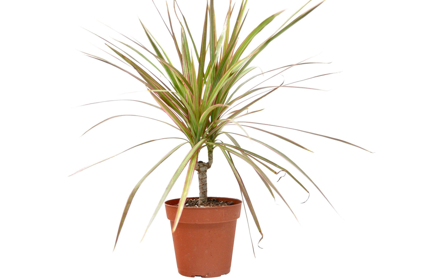 Dracaena 'Red Margined'