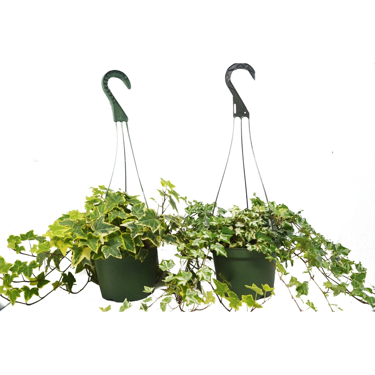 English Ivy Variety Pack - Hanging Pot