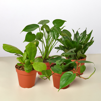 Best Selling Plant Bundle