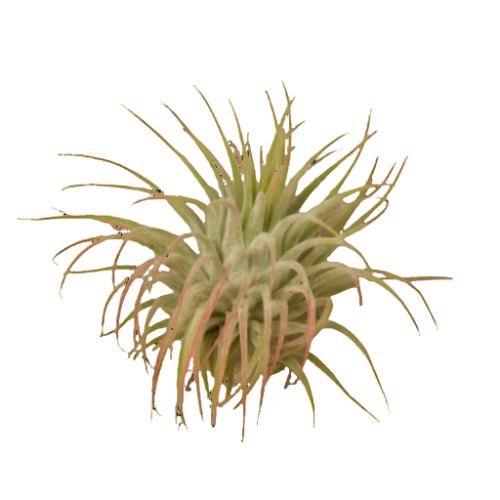 Tillandsia Air Plant Ionantha Guatemala