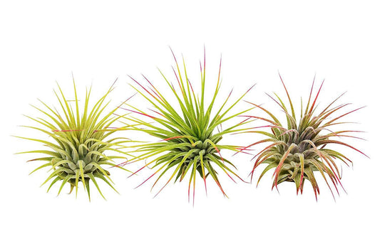 Ionantha Guatemala Air Plants Variety Pack